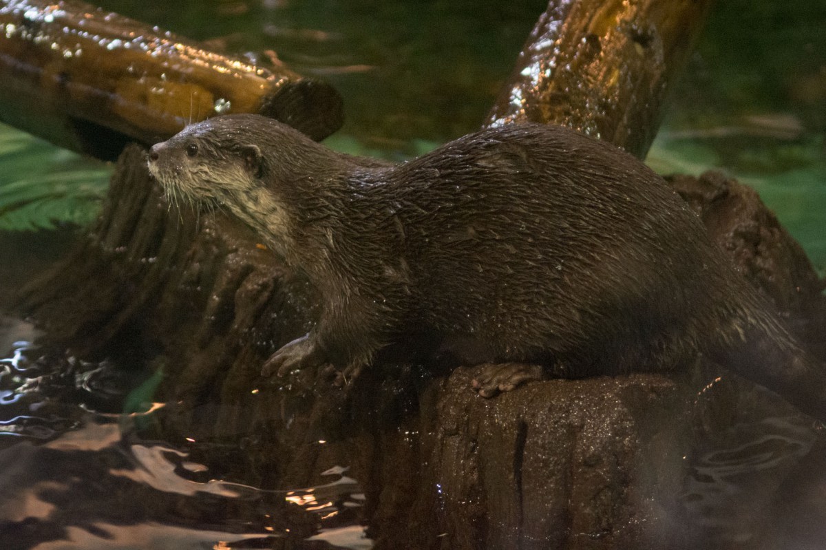 Blue Reef Aquarium Otter