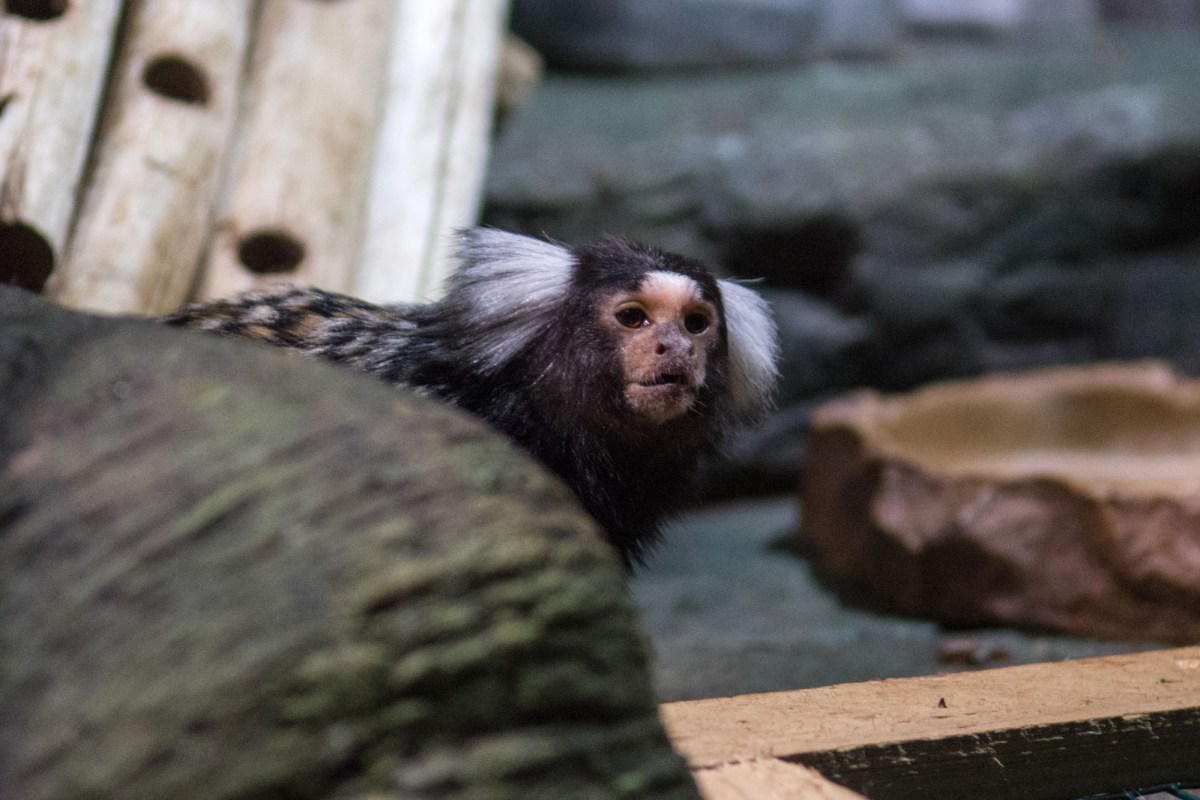 Blue Reef Aquarium Monkey