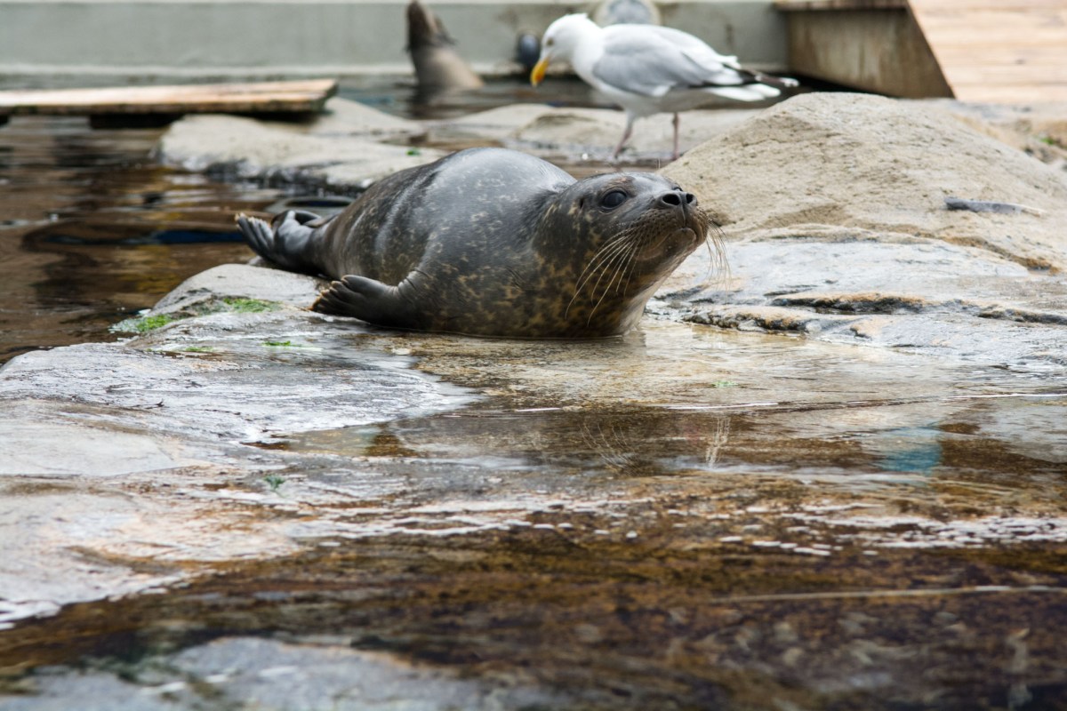 Blue Reef Aquarium Seal