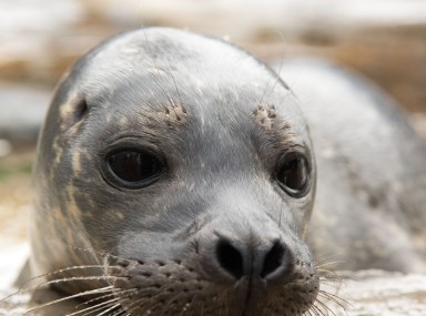 Blue Reef Aquarium Seal